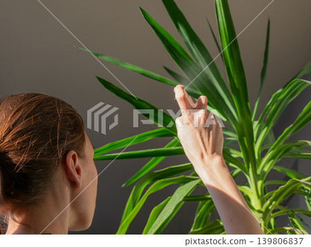 Woman watering green plant with spray bottle. Concept of plant care, gardening, and home planting for hobby and healthy lifestyle. Woman watering green plant with spray bottle. Concept of plant care, gardening, and home planting for hobby and healthy lifestyle. 139806837