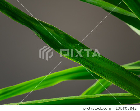 Close up of green grass blades on a dark background. Concept of nature, growth, and organic freshness for graphic design elements. Close up of green grass blades on a dark background. Concept of nature, growth, and organic freshness for graphic design elements. 139806842