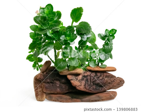Green succulent plant growing from arrangement of natural brown driftwood pieces. Organic indoor gardening concept. Green succulent plant growing from arrangement of natural brown driftwood pieces. Organic indoor gardening concept. 139806883
