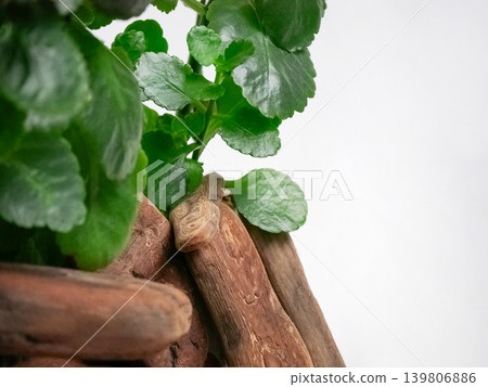 Green plant growth with driftwood on white background. Nature theme for decor, craft, or ecological concept. Outdoor element. 139806886