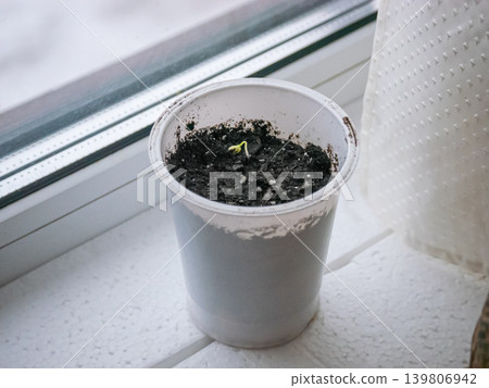 Young plant sprout in a small plastic container on a windowsill, concept of new life and gardening, for spring season Young plant sprout in a small plastic container on a windowsill, concept of new life and gardening, for spring season 139806942