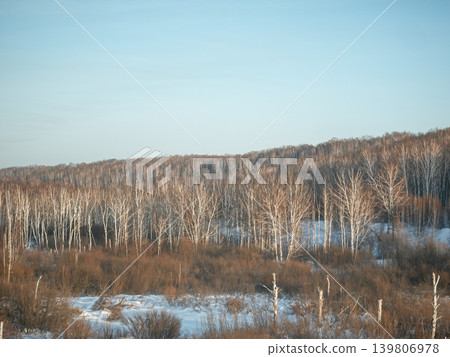 Winter forest landscape featuring a dense line of white birch trees and brown bushes on a snow ground under a clear blue sky, quiet season design Winter forest landscape featuring a dense line of white birch trees and brown bushes on a snow ground under a clear blue sky, quiet season design 139806978