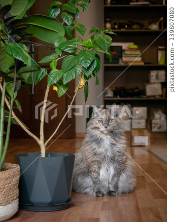 Fluffy domestic cat sitting on a wooden floor next to a green houseplant in a pot. Calm feline animal companion at home. Fluffy domestic cat sitting on a wooden floor next to a green houseplant in a pot. Calm feline animal companion at home. 139807080