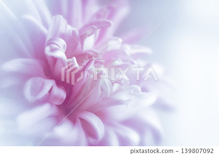 Blurred chrysanthemum flower with soft focus. A flower on a light foggy background. Close-up. Nature. Close-up. Nature. Blurred chrysanthemum flower with soft focus. A flower on a light foggy background. Close-up. Nature. Close-up. Nature. 139807092
