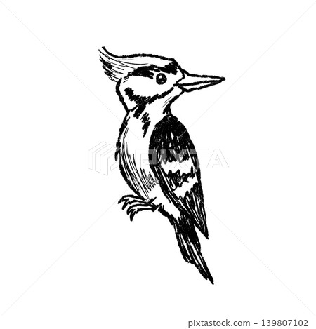 Woodpecker sketch, hand drawn crested bird with detailed feathers and strong beak. Wildlife animal doodle, nature study ink drawing, forest bird species black white art 139807102