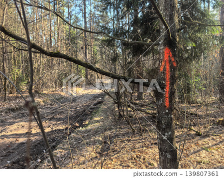 Bright orange arrow marks a trail through the serene pine forest Bright orange arrow marks a trail through the serene pine forest 139807361