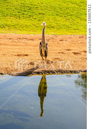 heron standing by water with reflection on sandy shore in sunny zoo landscape 139807611