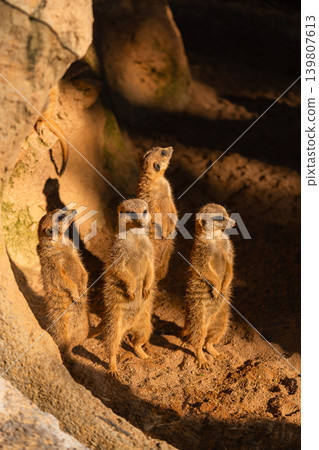 group of meerkats standing upright in sunlight on sandy ground in zoo habitat group of meerkats standing upright in sunlight on sandy ground in zoo habitat 139807613