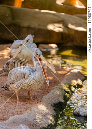 two pelicans standing on sandy shore near water in zoo habitat 139807614
