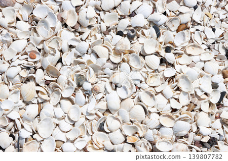 Broken white shells on beach background texture Broken white shells on beach background texture 139807782