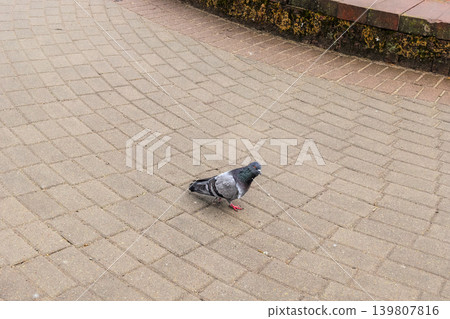 Grey Pigeon on Paved Stone Walkway Grey Pigeon on Paved Stone Walkway 139807816