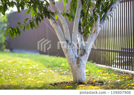 Whitewashed bark of tree growing in sunny orchard garden on blurred green copy space background. 139807906