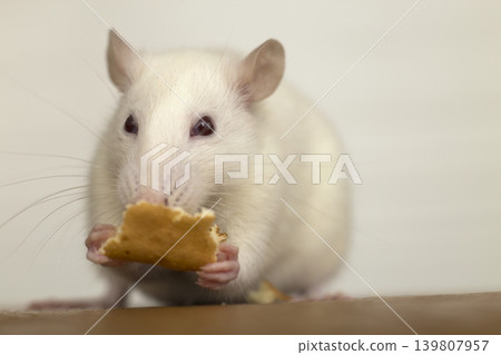 White domestic rat eating bread. Pet animal at home. White domestic rat eating bread. Pet animal at home. 139807957