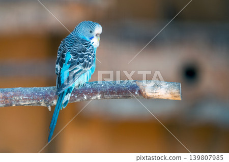 Colorful parrot in a cage at a zoo. Colorful parrot in a cage at a zoo. 139807985