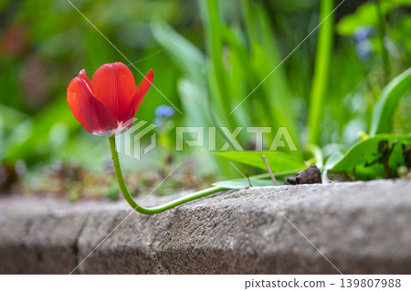 Closeup of red tulip flowers blooming in spring garden outdoors. 139807988