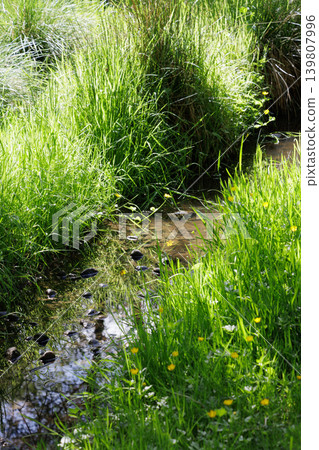 Sunlight shining on lush green grass growing by shallow stream Sunlight shining on lush green grass growing by shallow stream 139807996