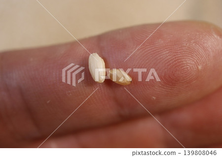Seed on Finger Close-up 139808046