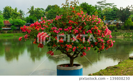Isolated soft pink bougainvillea flower cluster, natural ornamental plant element. Isolated soft pink bougainvillea flower cluster, natural ornamental plant element. 139808230