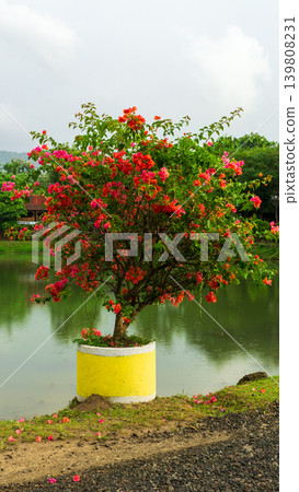 Isolated soft pink bougainvillea flower cluster, natural ornamental plant element. 139808231