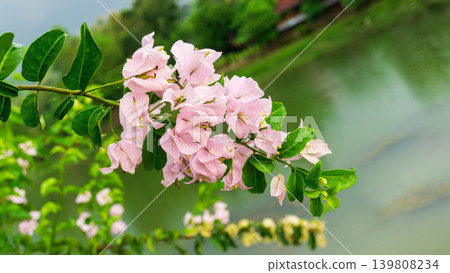 Isolated soft pink bougainvillea flower cluster, natural ornamental plant element. Isolated soft pink bougainvillea flower cluster, natural ornamental plant element. 139808234