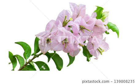 Isolated soft pink bougainvillea flower cluster, natural ornamental plant element. Isolated soft pink bougainvillea flower cluster, natural ornamental plant element. 139808235