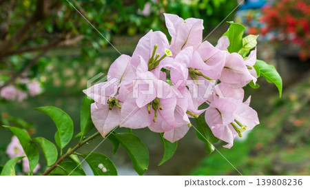 Isolated soft pink bougainvillea flower cluster, natural ornamental plant element. 139808236