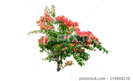 Isolated soft pink bougainvillea flower cluster, natural ornamental plant element. Isolated soft pink bougainvillea flower cluster, natural ornamental plant element. 139808239