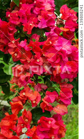 Isolated soft pink bougainvillea flower cluster, natural ornamental plant element. Isolated soft pink bougainvillea flower cluster, natural ornamental plant element. 139808241