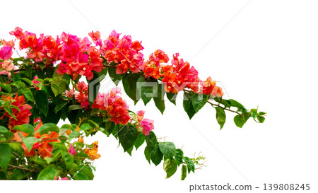 Isolated soft pink bougainvillea flower cluster, natural ornamental plant element. Isolated soft pink bougainvillea flower cluster, natural ornamental plant element. 139808245