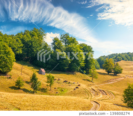 view of mountain meadow at noon. countryside summertime landscape with beech forest on the grassy field on hill. fluffy clouds on a bright blue sky. alpine background for travel through highland view of mountain meadow at noon. countryside summertime landscape with beech forest on the grassy field on hill. fluffy clouds on a bright blue sky. alpine background for travel through highland 139808274