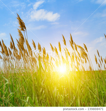 Golden Sunrise Over Tall Reeds and Green Grass Field 139808471