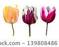 Bright colorful tulips set with stems first spring garden flowers, cutout with clipping path isolated object, beautiful single springtime plant, floral element of design, decor, soft selective focus 139808486