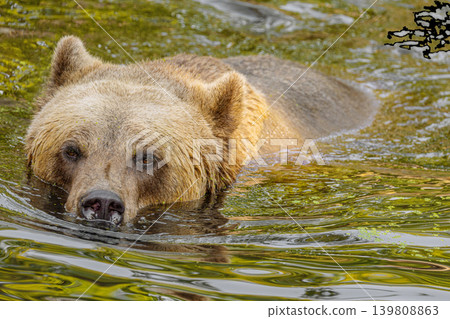 brown bear Ursus arctos. portrait of a large adult animal brown bear Ursus arctos. portrait of a large adult animal 139808863