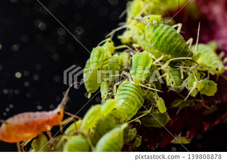 very close big macro portrait of aphids very close big macro portrait of aphids 139808878
