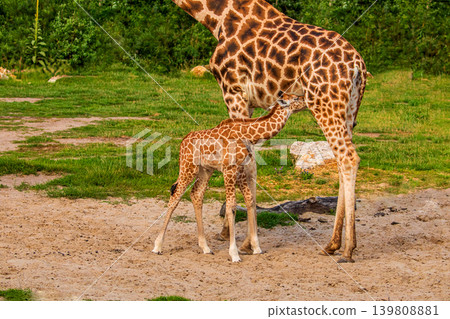 Giraffe in selective focus on green natural background Giraffe in selective focus on green natural background 139808881
