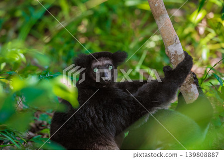 Lemur Indri indri, babakoto largest lemur from Madagascar Lemur Indri indri, babakoto largest lemur from Madagascar 139808887