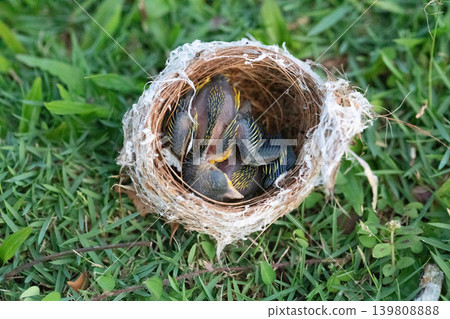small bird's nest with yellow-throated chicks small bird's nest with yellow-throated chicks 139808888