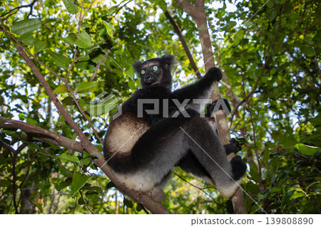 Lemur Indri indri, babakoto largest lemur from Madagascar Lemur Indri indri, babakoto largest lemur from Madagascar 139808890