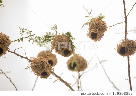Weaver bird weaver finches building nest Weaver bird weaver finches building nest 139808892
