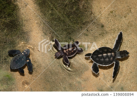 Baby turtle in a farm swim in the water Baby turtle in a farm swim in the water 139808894