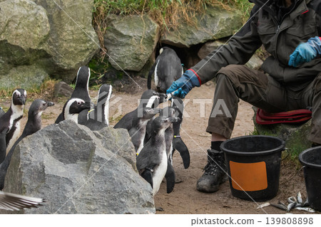 Invitation for a handshake with the curious Magellanic penguin Invitation for a handshake with the curious Magellanic penguin 139808898