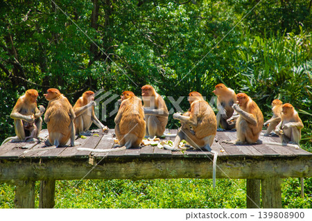 Proboscis Monkey Nasalis larvatus in mangrove rain forest 139808900