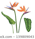 Set of tropical flowers. Bird of paradise flowers. Watercolor illustration of strelitzia and palm leaves. Hand-drawn illustration of tropical plant for design, textile, fabric and wallpaper. Flowers. 139809043