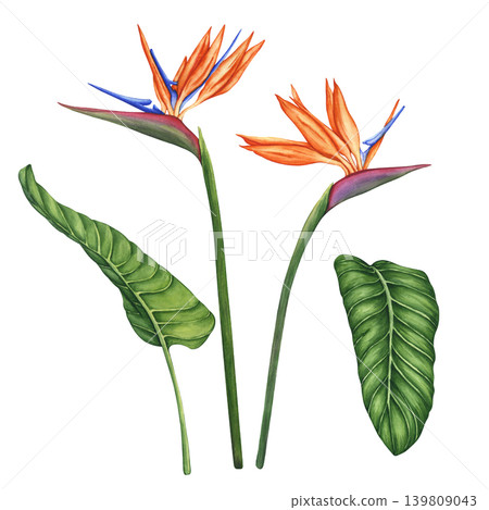 Set of tropical flowers. Bird of paradise flowers. Watercolor illustration of strelitzia and palm leaves. Hand-drawn illustration of tropical plant for design, textile, fabric and wallpaper. Flowers. 139809043