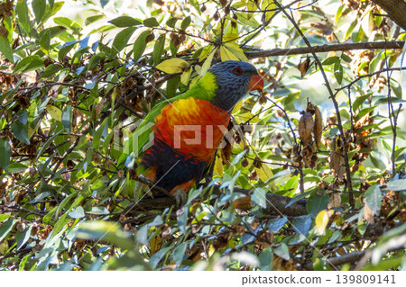 An Australian Rainbow Lorikeet bird sitting in a tree in the sunshine An Australian Rainbow Lorikeet bird sitting in a tree in the sunshine 139809141