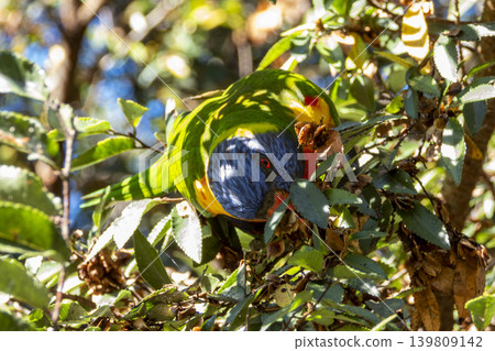 An Australian Rainbow Lorikeet bird sitting in a tree in the sunshine 139809142