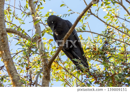 An Australian Raven bird sitting in a tree in the sunshine An Australian Raven bird sitting in a tree in the sunshine 139809151