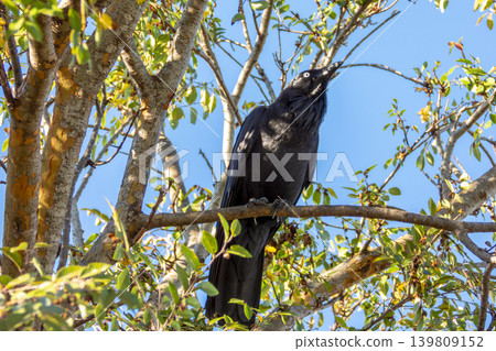An Australian Raven bird sitting in a tree in the sunshine 139809152