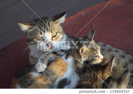 cute cat family cute cat family 139809587