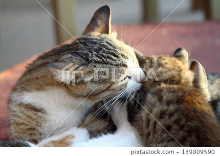 cute cat family cute cat family 139809590